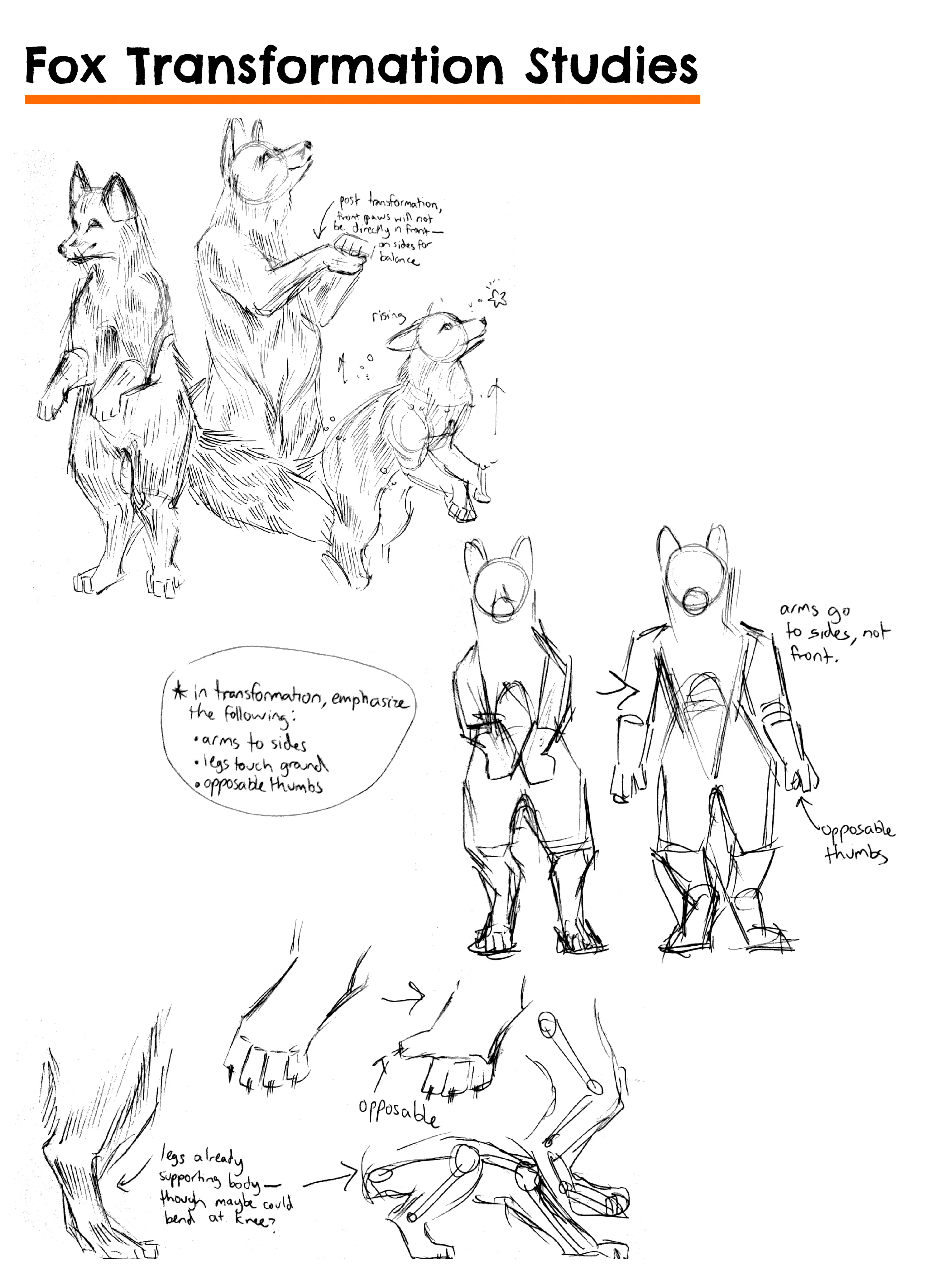 A page of research sketches showing the fox's bipedal transformation and anatomical changes.