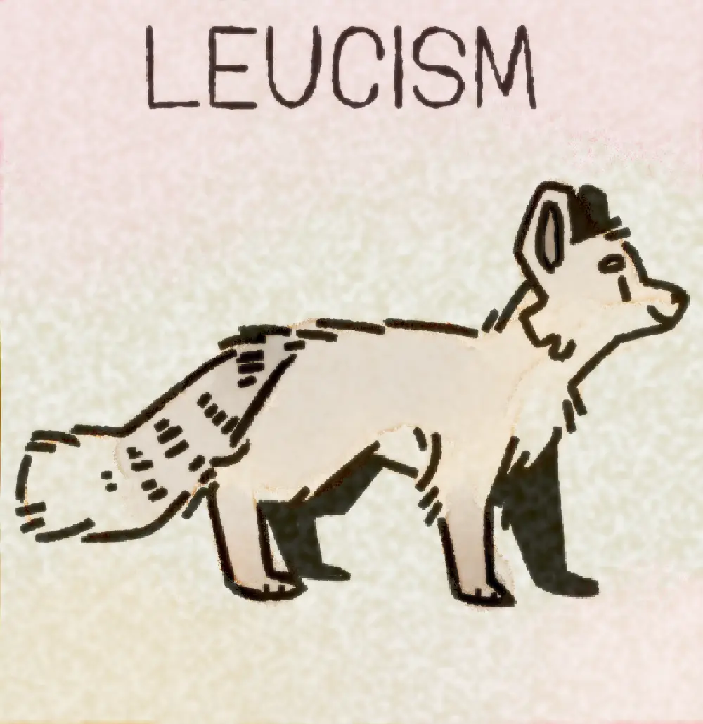 Page 12: a white leucistic fox. The word for L is Leucism.