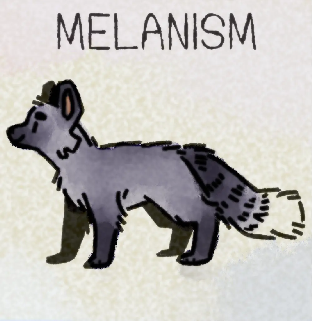 Page 13: a black melanistic fox. The word for M is Melanism.
