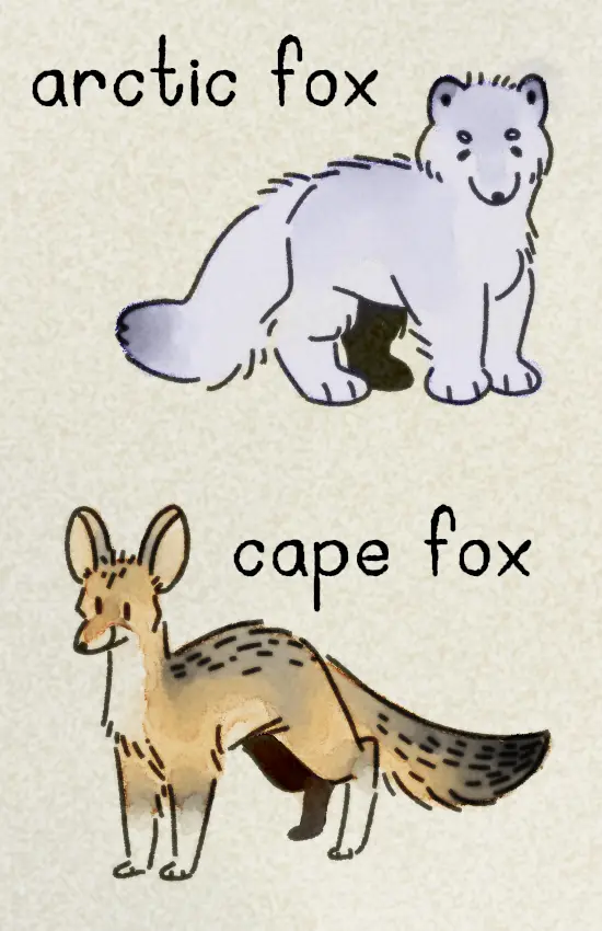 The zine's fourth page, featuring a white, fluffy arctic fox and a lanky, tan and gray Cape fox.