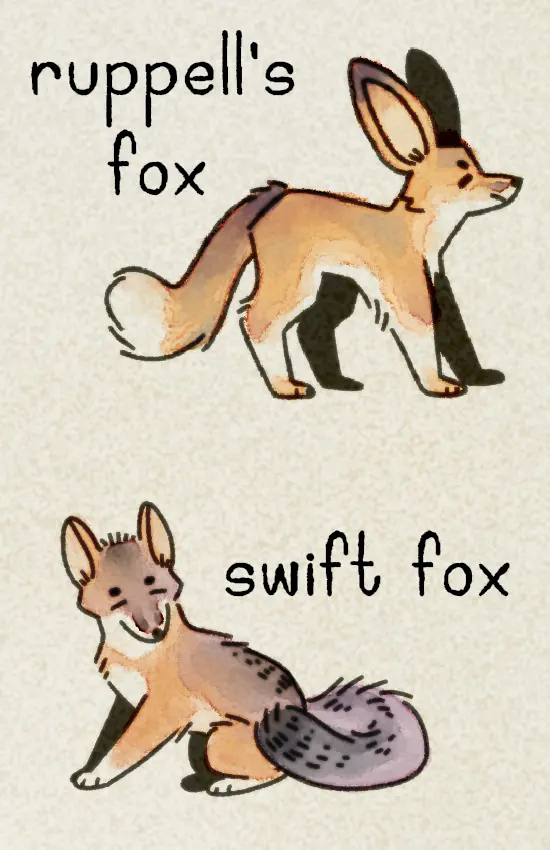 The zine's fifth page, featuring a big-eared Ruppell's fox and a smaller-eared, gray and orange swift fox.