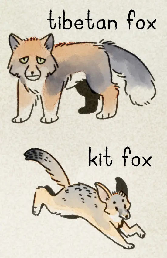 The zine's sixth page, featuring a straight-faced Tibetan fox and a small, big-eared kit fox.